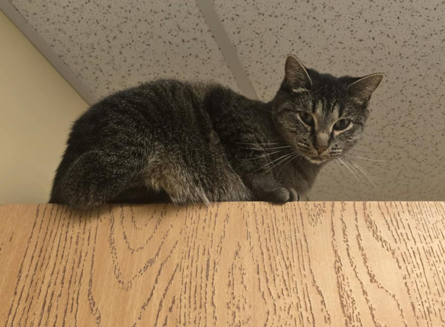 Paris, an adoptable Domestic Short Hair in Larned, KS, 67550 | Photo Image 3