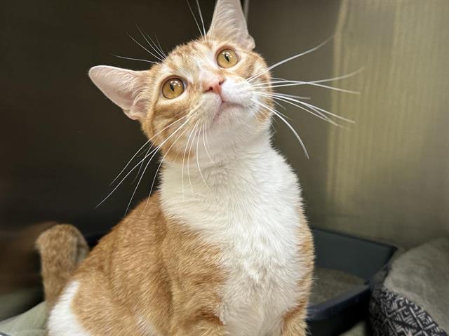 Franchesco, an adopted Domestic Short Hair in Perkiomenville, PA_image-1