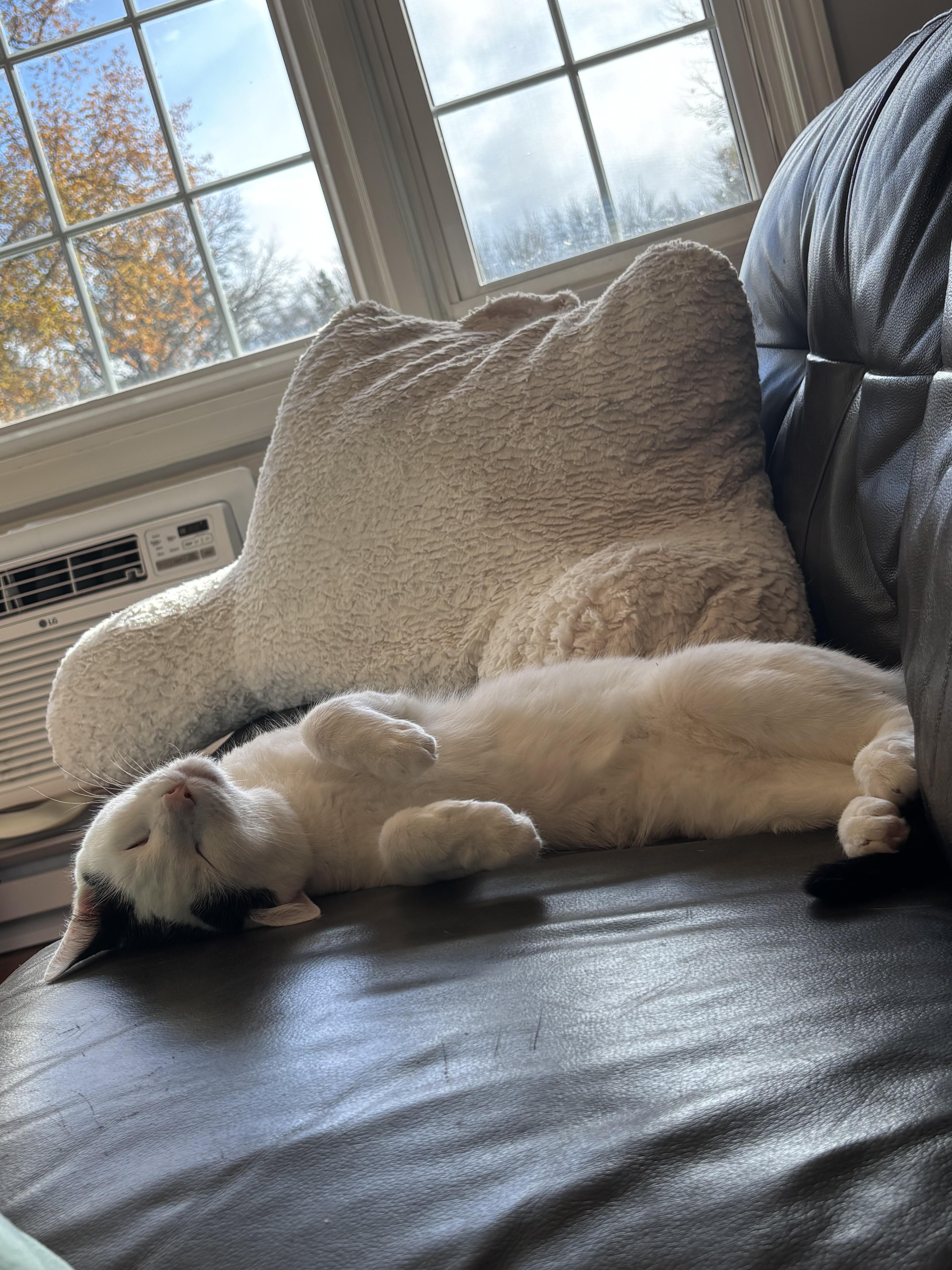 Blue - YOUNG PLAYFUL AND FRIENDLY, Adoptable, Young Male Turkish Angora.
