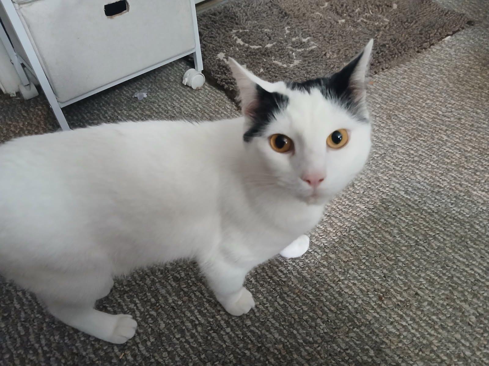 Enlarge URGENT-Blue - YOUNG PLAYFUL AND FRIENDLY, a Adoptable Turkish Angora in Hartford, CT image 3/6