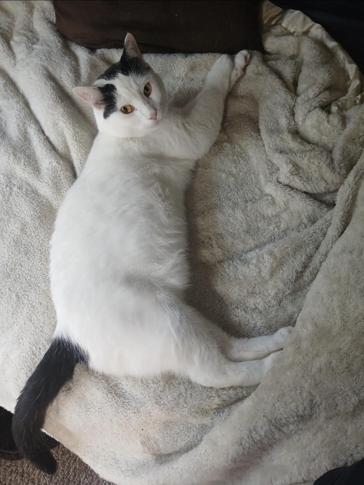 Enlarge URGENT-Blue - YOUNG PLAYFUL AND FRIENDLY, a Adoptable Turkish Angora in Hartford, CT image 1/6