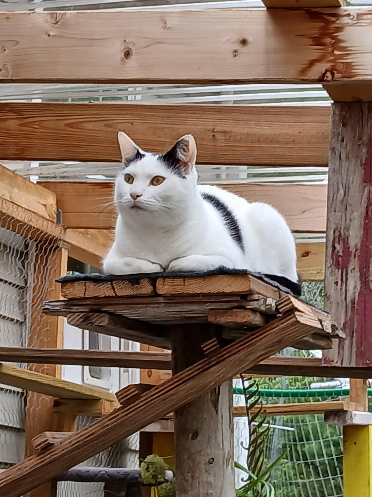 Enlarge URGENT-Blue - YOUNG PLAYFUL AND FRIENDLY, a Adoptable Turkish Angora in Hartford, CT image 5/6