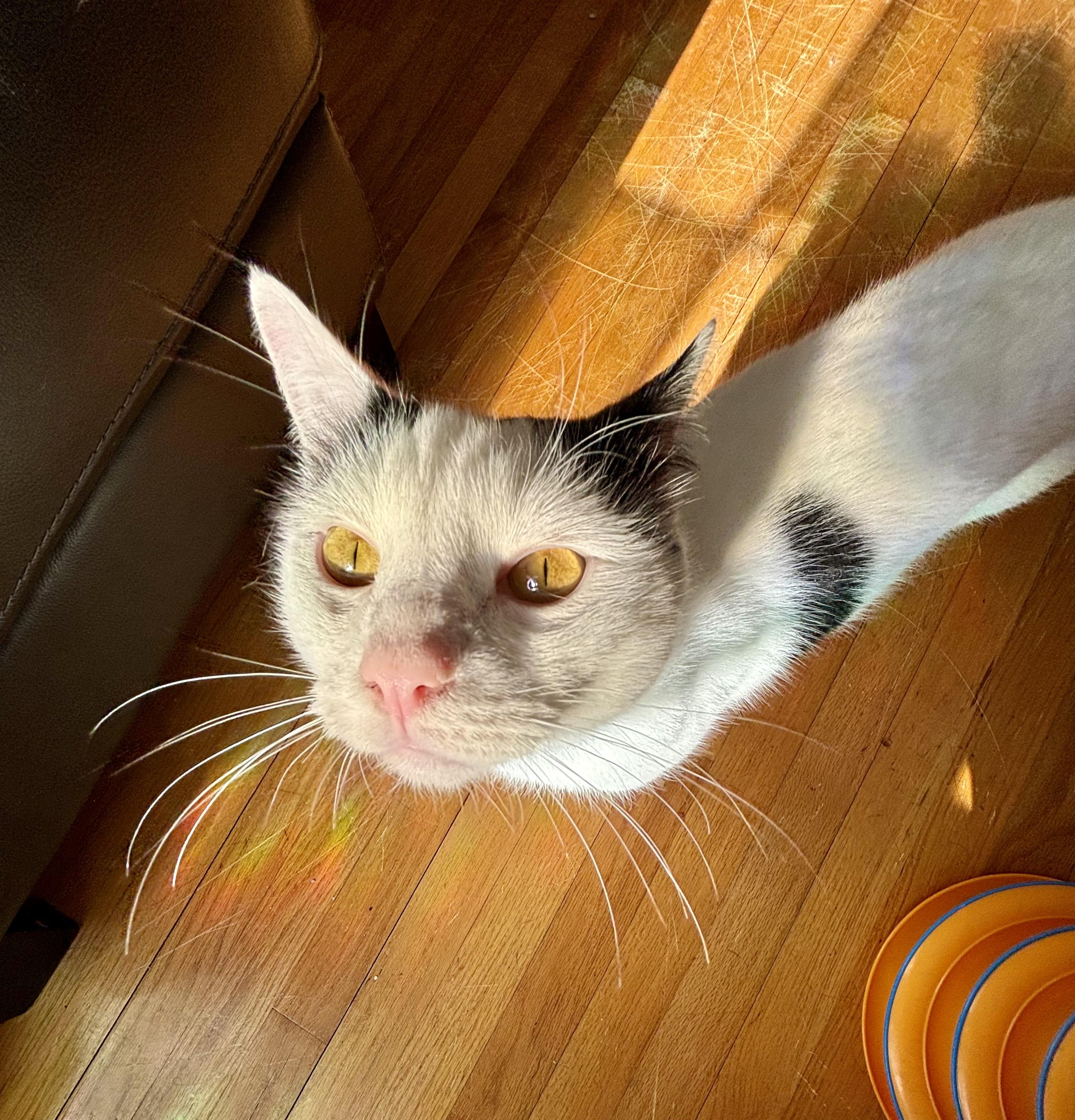 Blue - YOUNG PLAYFUL AND FRIENDLY, a Adoptable Turkish Angora in Hartford, CT image 1/3
