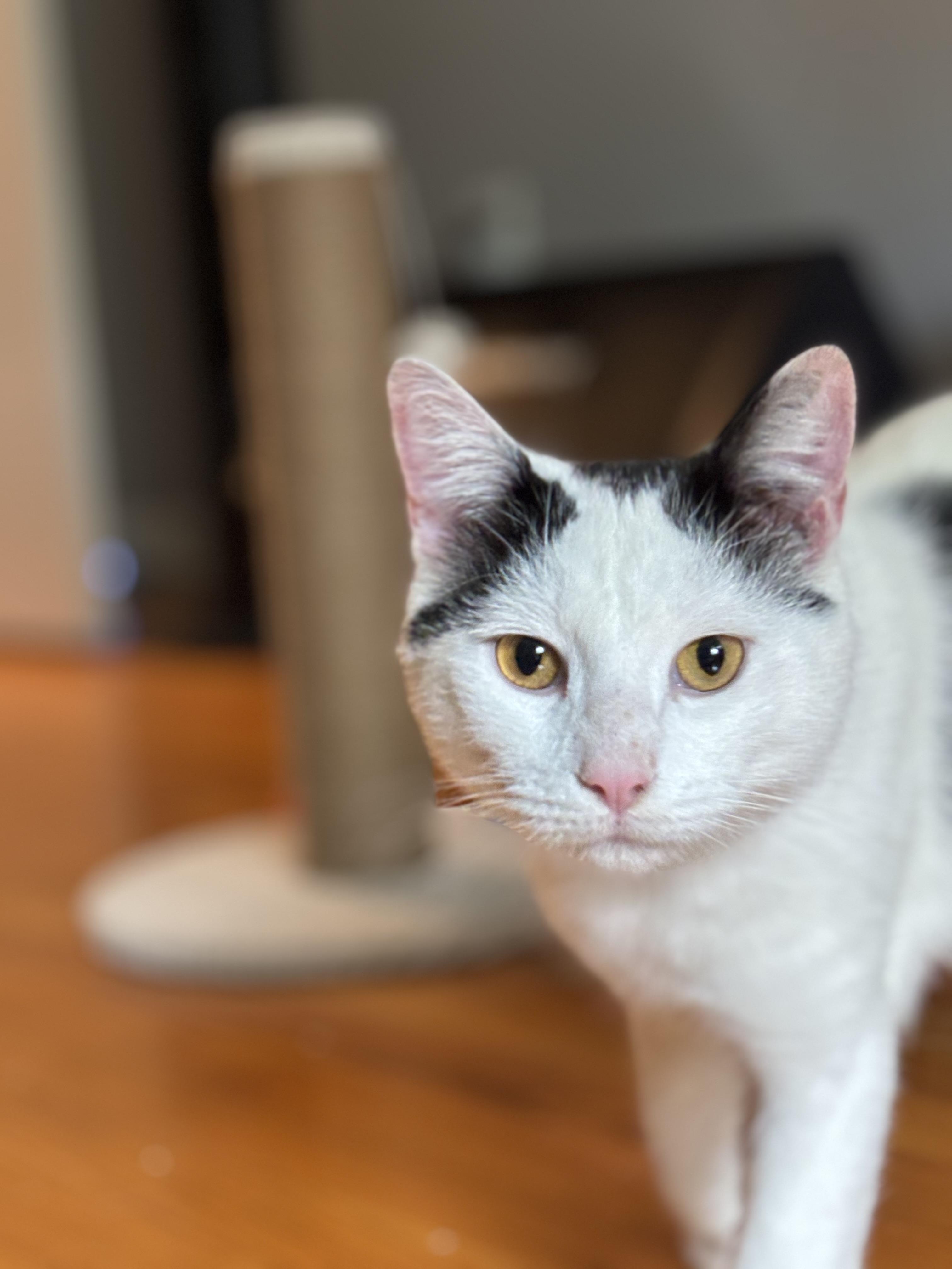 Enlarge Blue - YOUNG PLAYFUL AND FRIENDLY, a Adoptable Turkish Angora in Hartford, CT image 2/3