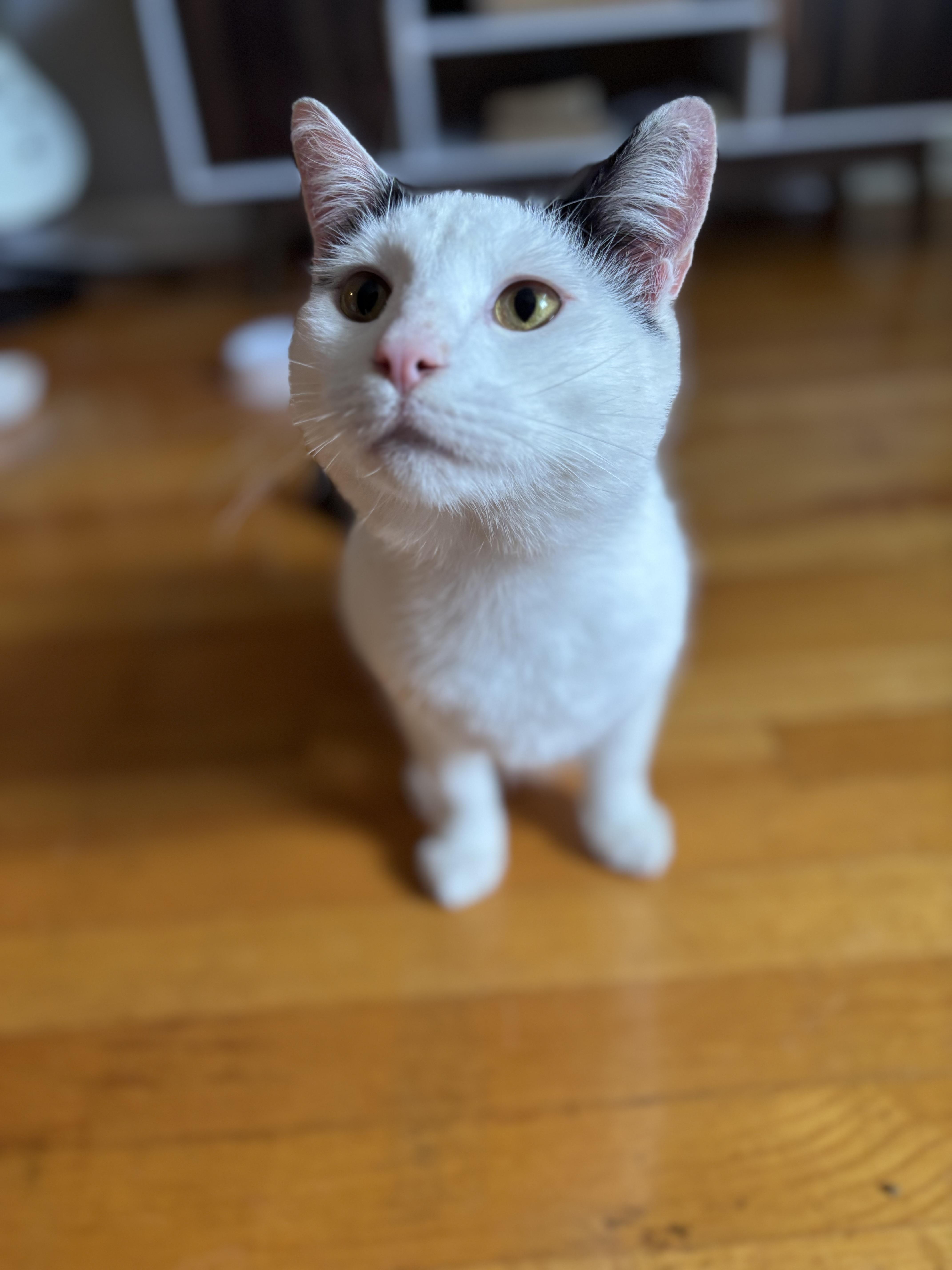 Enlarge Blue - YOUNG PLAYFUL AND FRIENDLY, a Adoptable Turkish Angora in Hartford, CT image 3/3