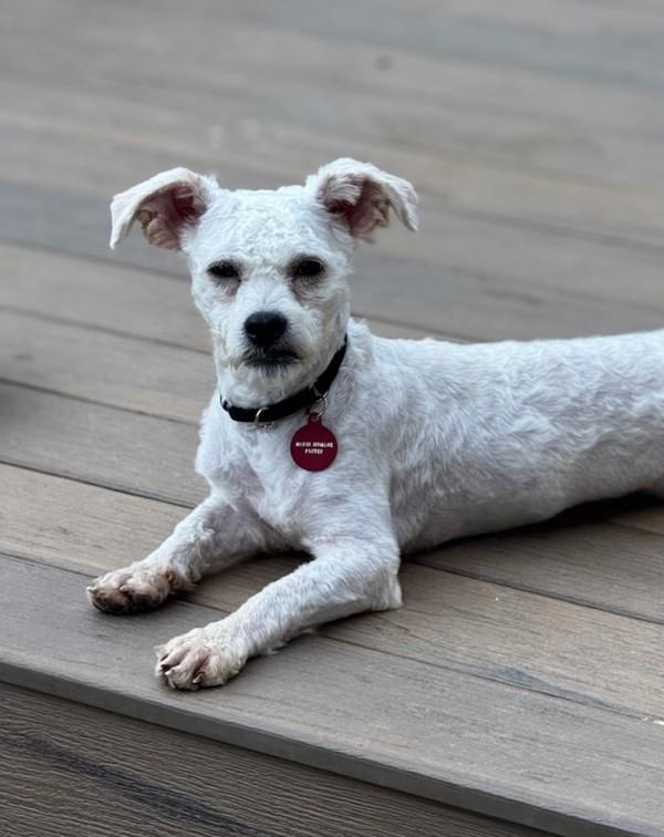 Enlarge Joaquin, a Adoptable mixed breed in Novato, CA image 1/1