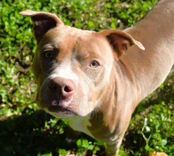 Enlarge Olympia, a Adoptable mixed breed in Mobile, AL image 1/6