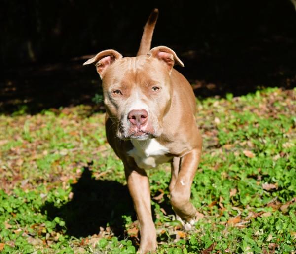 Enlarge Olympia, a Adoptable mixed breed in Mobile, AL image 3/6