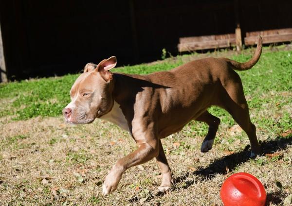 Enlarge Olympia, a Adoptable mixed breed in Mobile, AL image 4/6