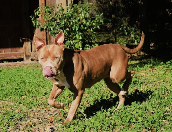 Enlarge Olympia, a Adoptable mixed breed in Mobile, AL image 5/6