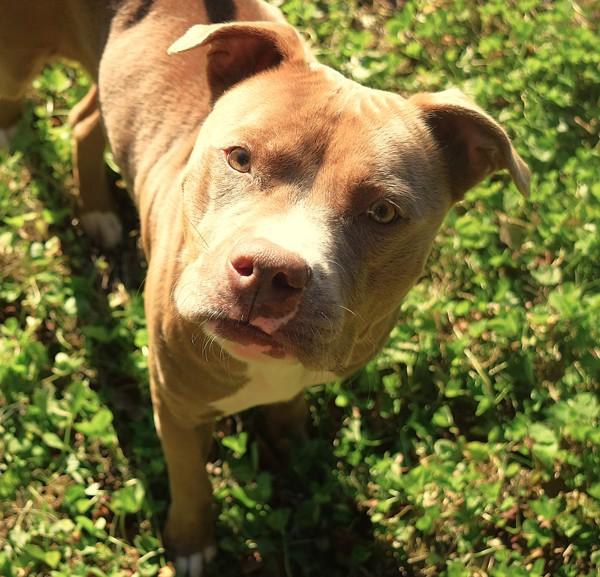 Enlarge Olympia, a Adoptable mixed breed in Mobile, AL image 6/6