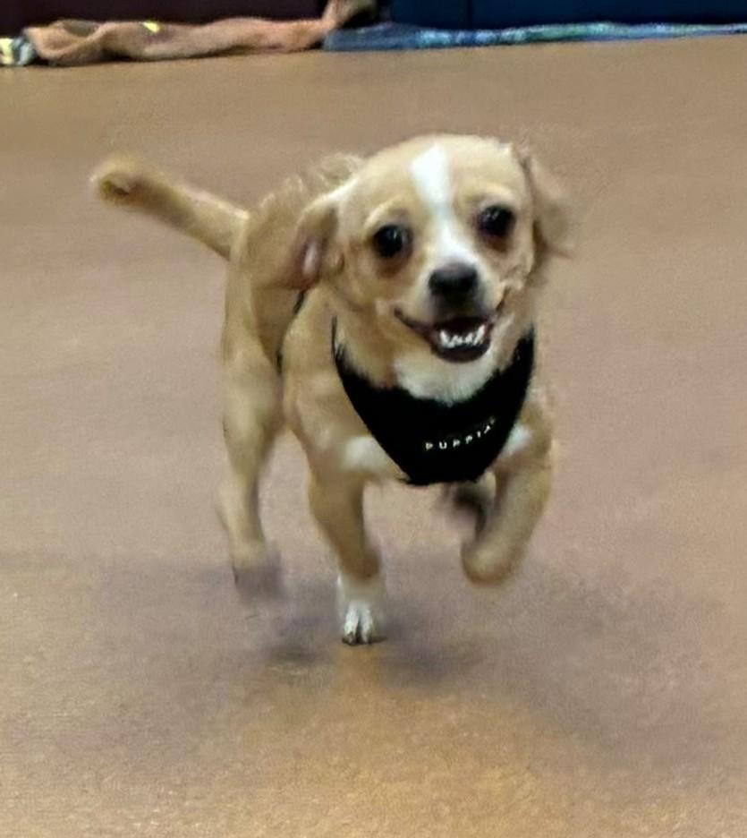 Enlarge Isaac, a Adoptable mixed breed in Norwalk, CT image 3/5