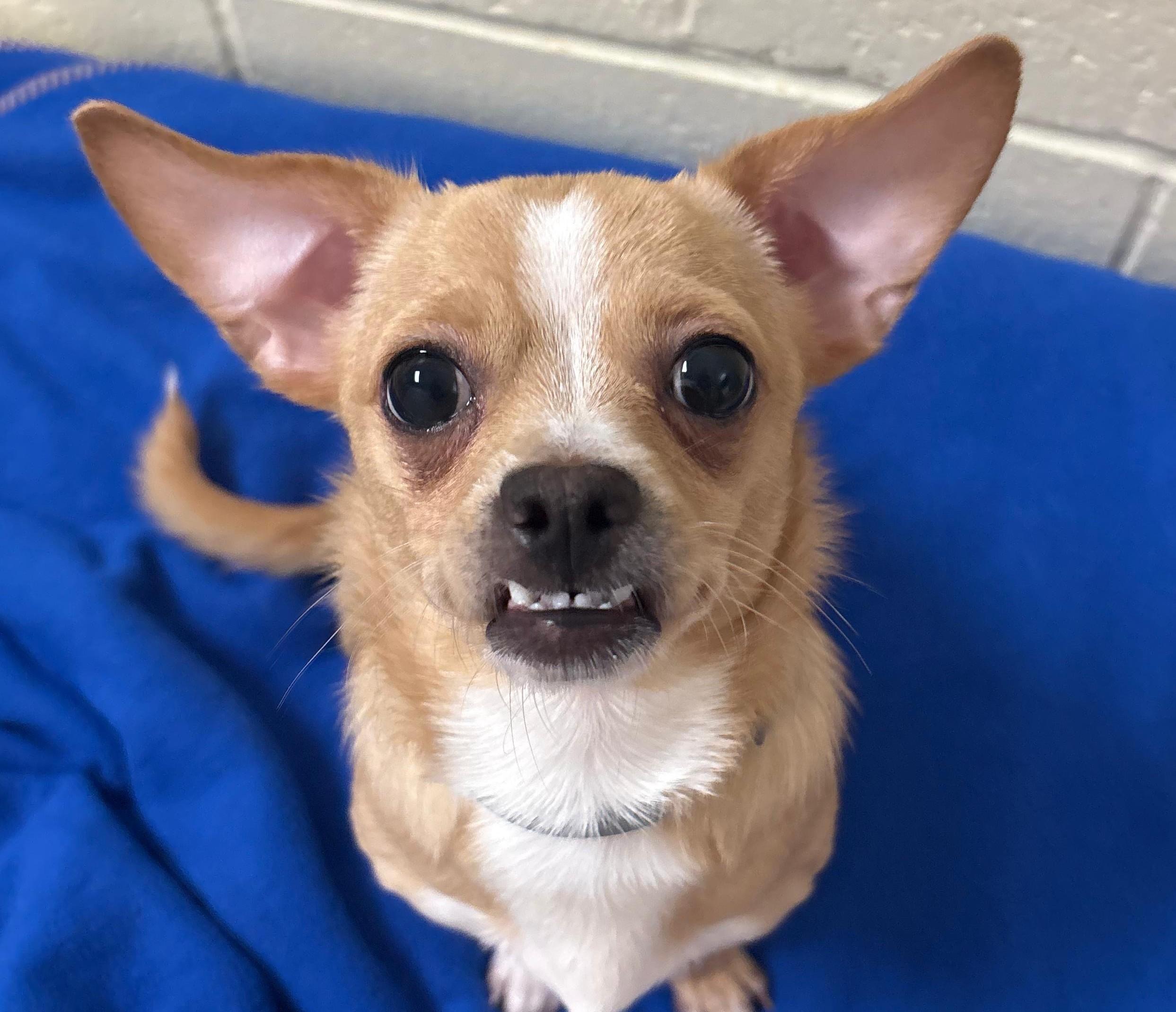 Enlarge Isaac, a Adoptable mixed breed in Norwalk, CT image 2/5