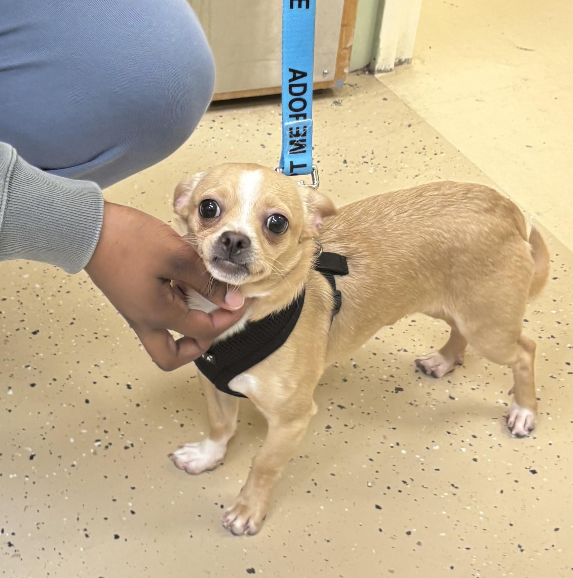 Enlarge Isaac, a Adoptable mixed breed in Norwalk, CT image 5/5