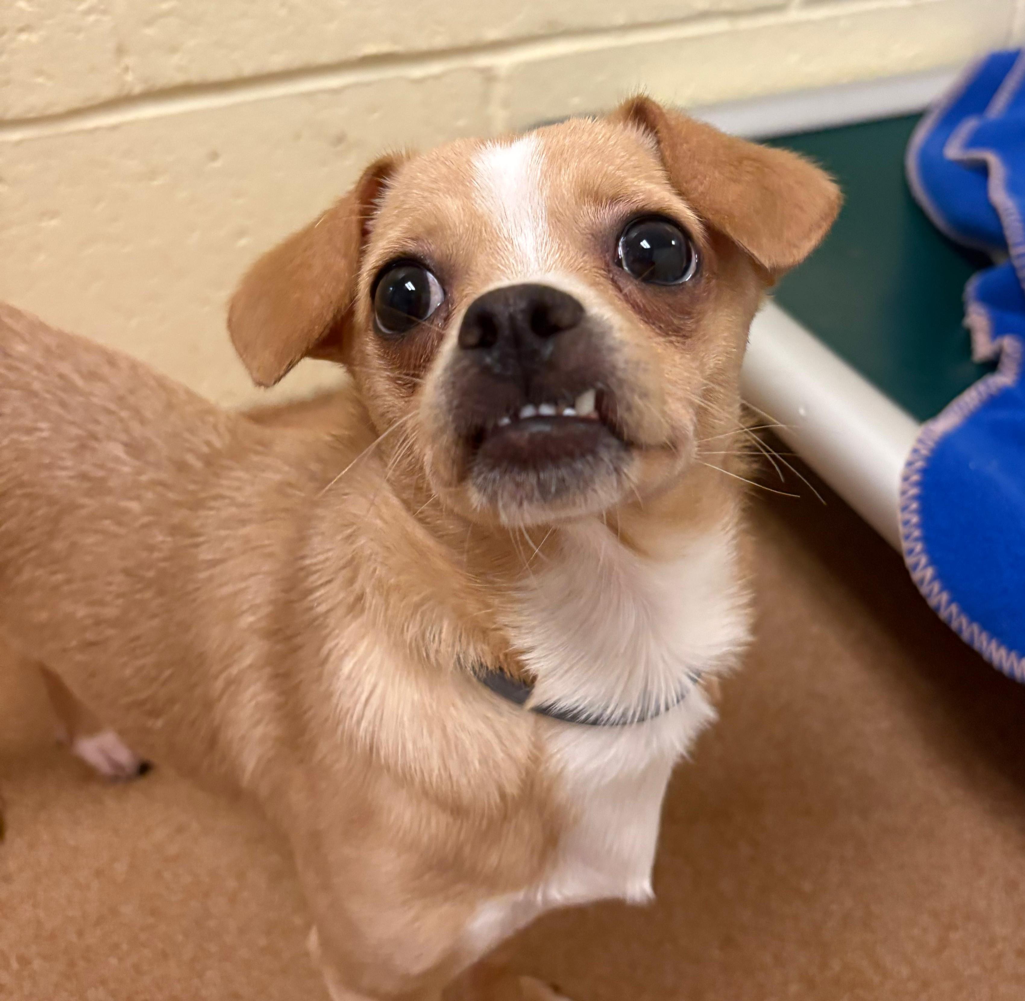 Enlarge Isaac, a Adoptable mixed breed in Norwalk, CT image 4/5