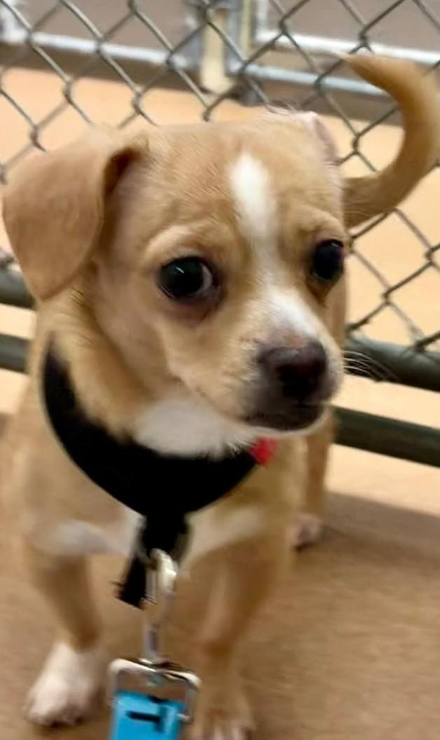 Enlarge Isaac, a Adoptable mixed breed in Norwalk, CT image 1/5
