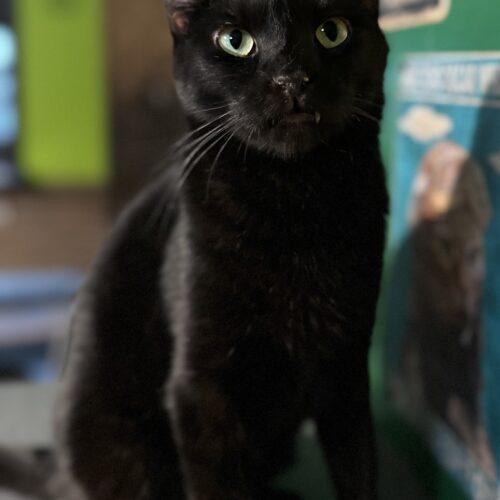 Cerulean, Adoptable, Adult Male Domestic Short Hair.