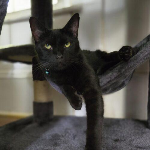 Enlarge Cerulean, a Adoptable Domestic Short Hair in Tipp City, OH image 1/6