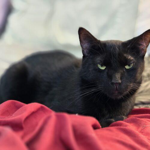 Cerulean, a Adoptable Domestic Short Hair in Tipp City, OH image 2/5
