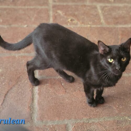 Cerulean, Adoptable, Adult Male Domestic Short Hair.