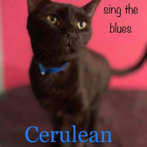 Cerulean, a Adoptable Domestic Short Hair in Tipp City, OH image 4/5