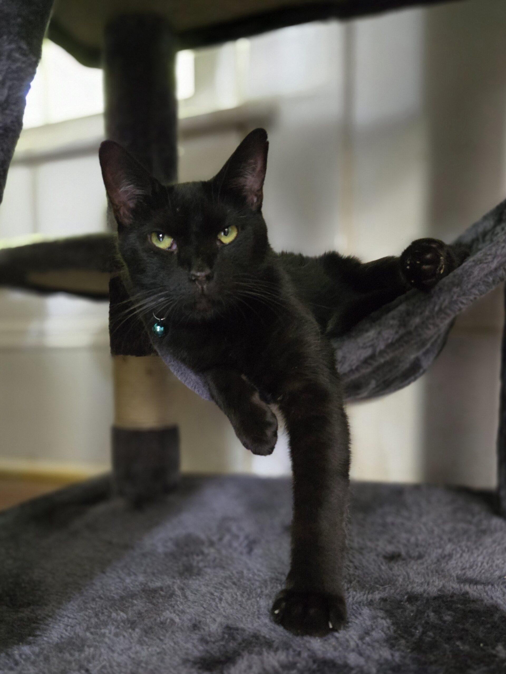 Cerulean, a Adoptable Domestic Short Hair in Tipp City, OH image 1/6