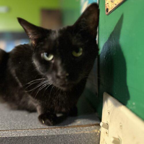 Cerulean, a Adoptable Domestic Short Hair in Tipp City, OH image 5/5