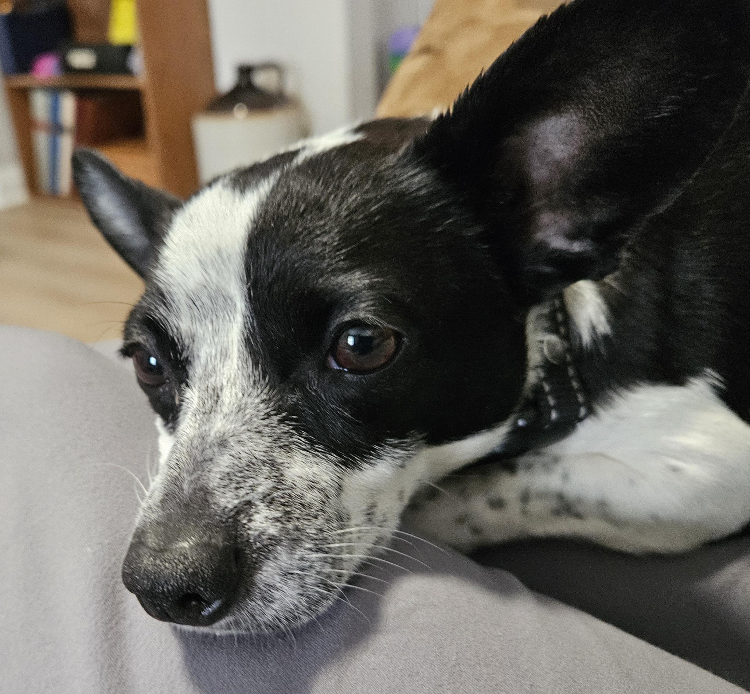 Enlarge Little Luna, a ADOPTABLE Rat Terrier in Sellersburg, IN image 2/4