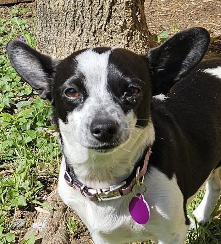 Little Luna, ADOPTABLE, Young Female Rat Terrier.