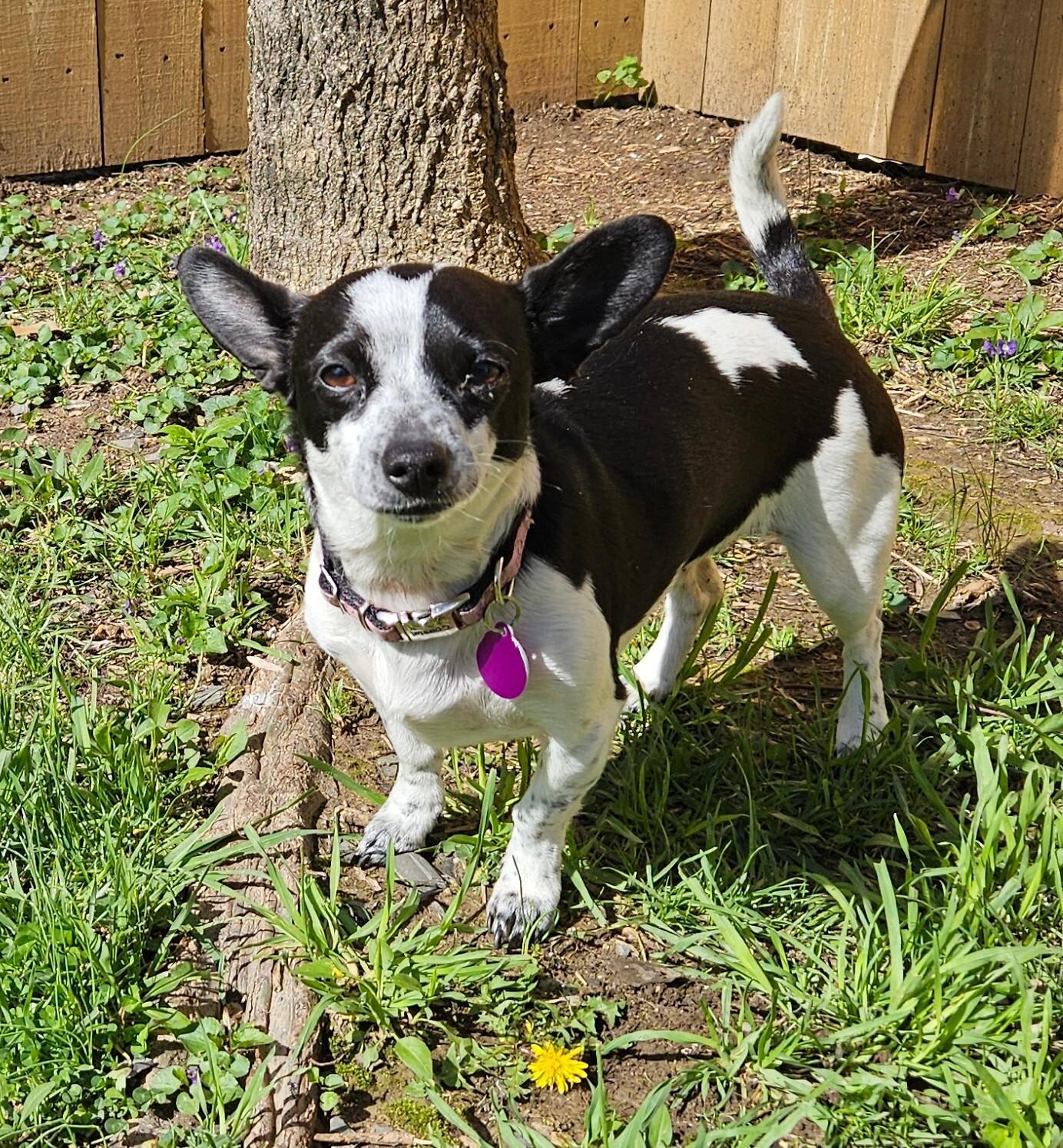 Enlarge Little Luna, a ADOPTABLE Rat Terrier in Sellersburg, IN image 3/4