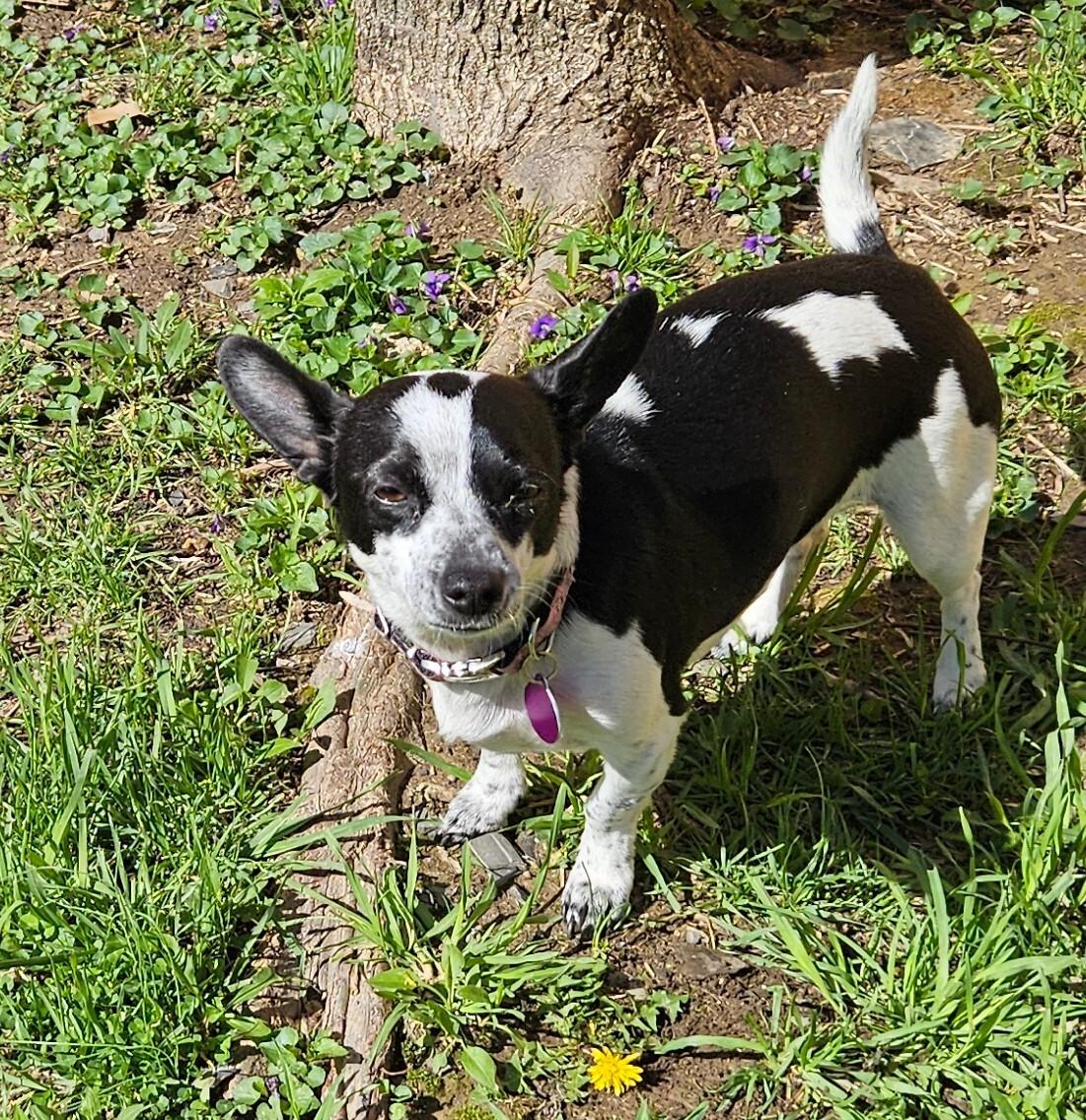 Enlarge Little Luna, a ADOPTABLE Rat Terrier in Sellersburg, IN image 4/4