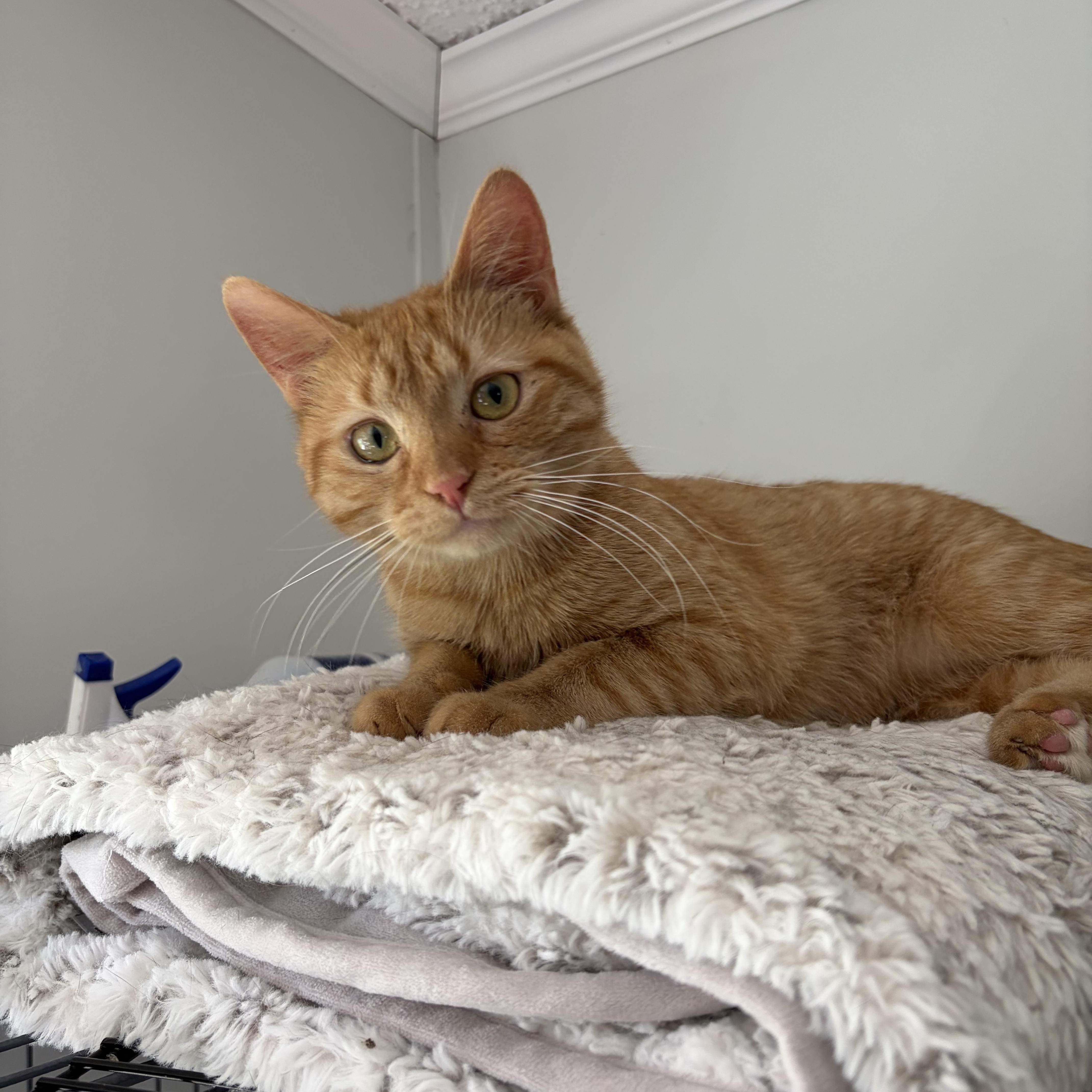 Peach (READ BIO), a Adoptable Domestic Short Hair in Muncie, IN image 5/5