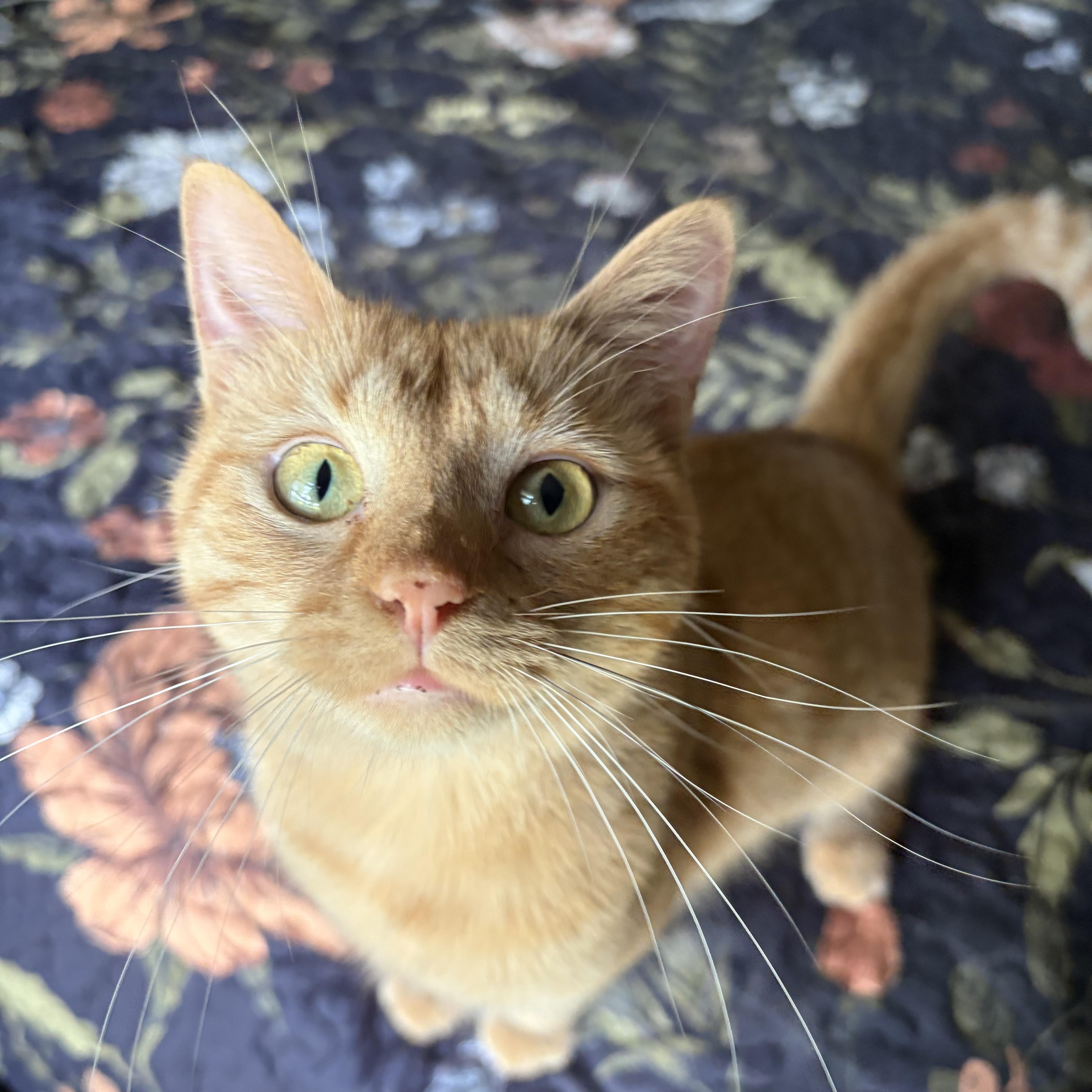 Peach (READ BIO), Adoptable, Kitten Female Domestic Short Hair.