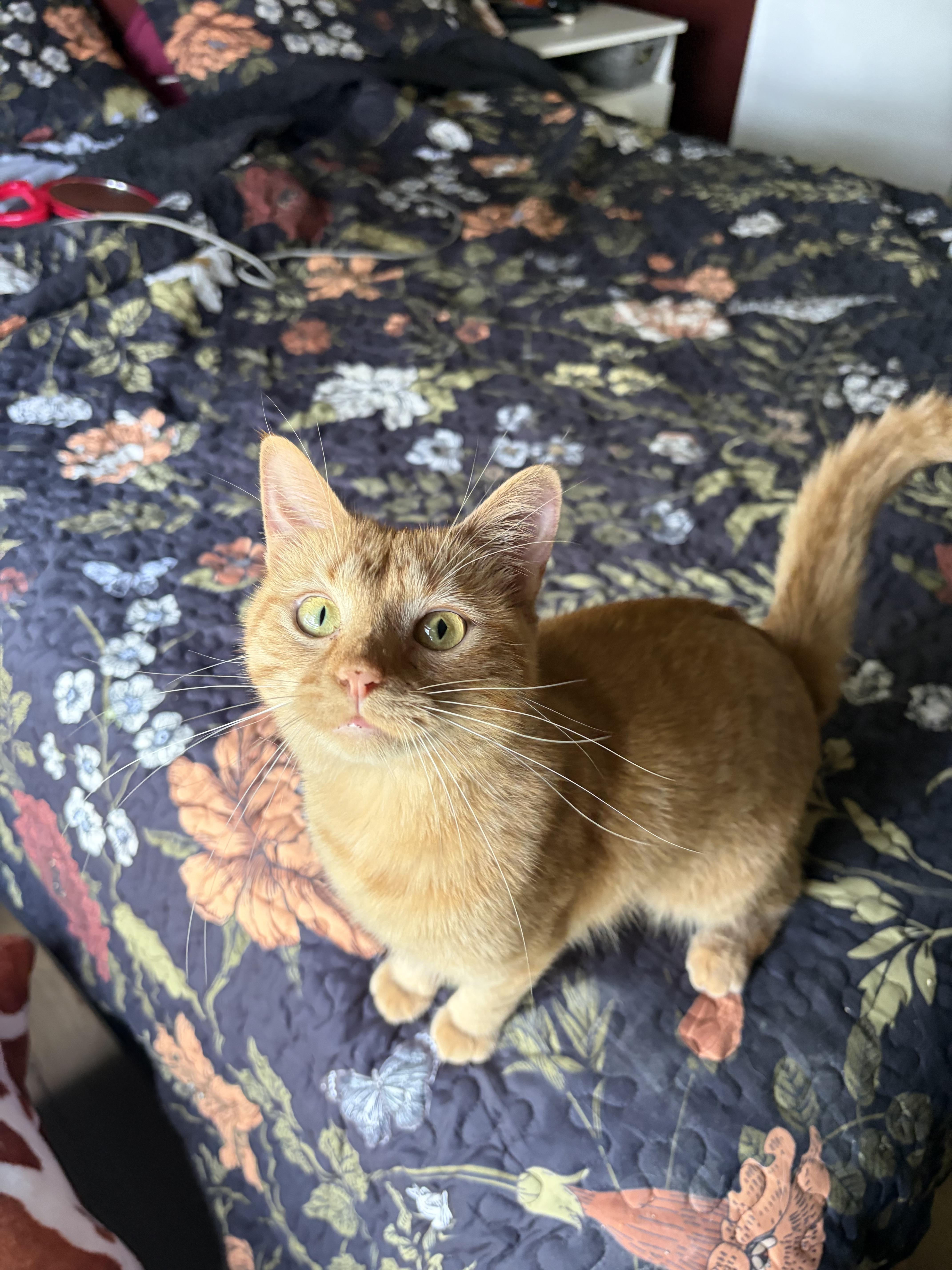 Enlarge Peach (READ BIO), a Adoptable Domestic Short Hair in Muncie, IN image 2/6