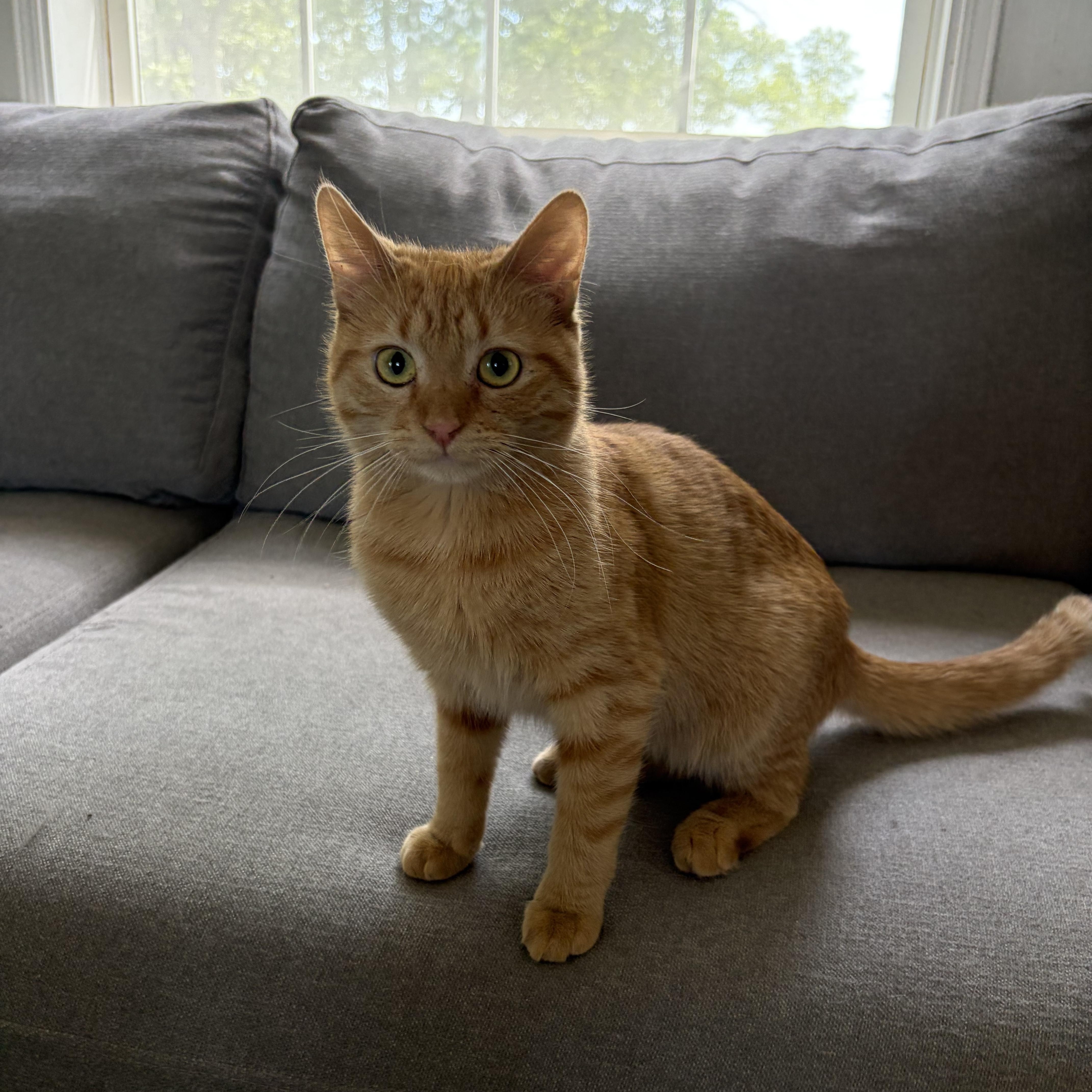 Peach (READ BIO), a Adoptable Domestic Short Hair in Muncie, IN image 4/5