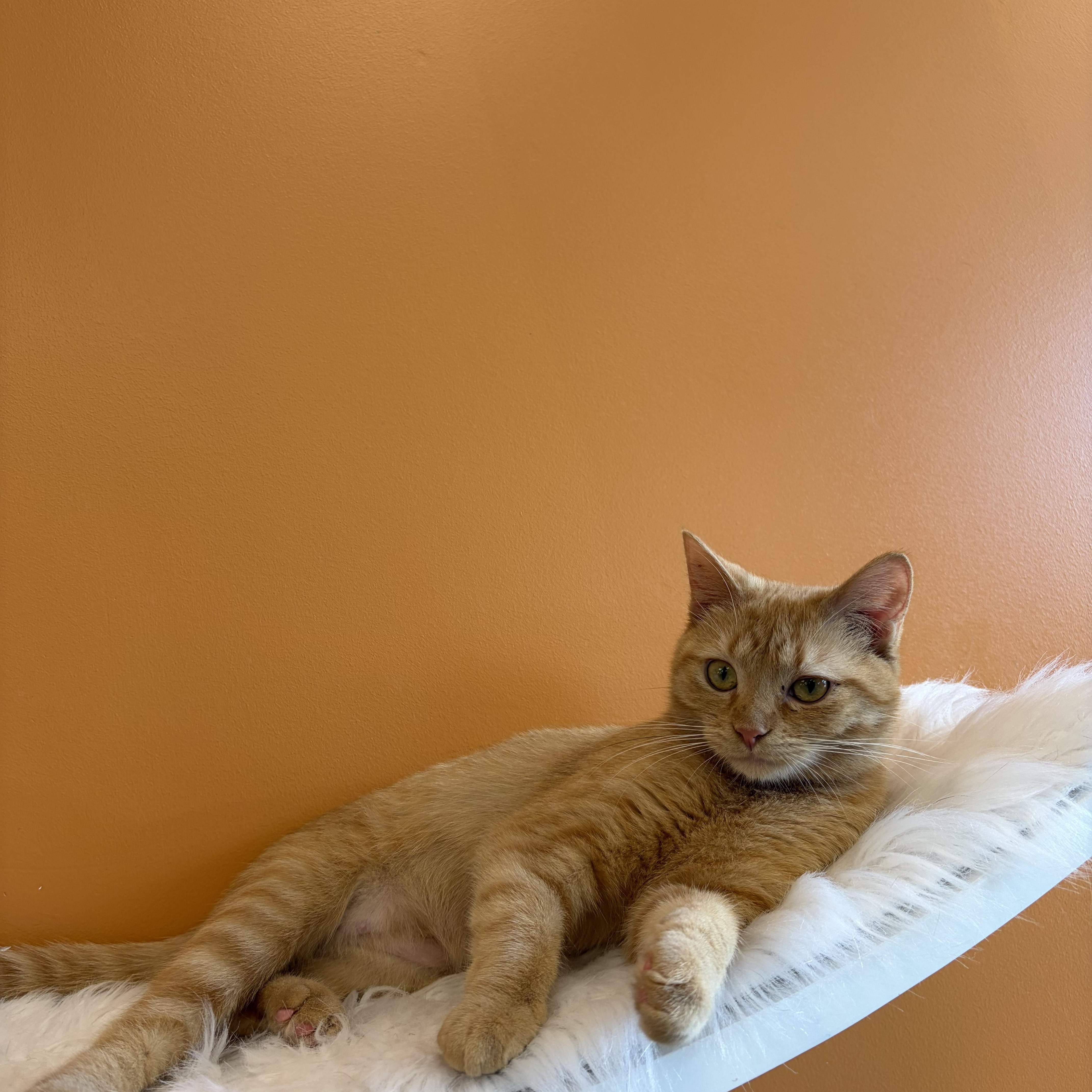 Peach (READ BIO), a Adoptable Domestic Short Hair in Muncie, IN image 3/5