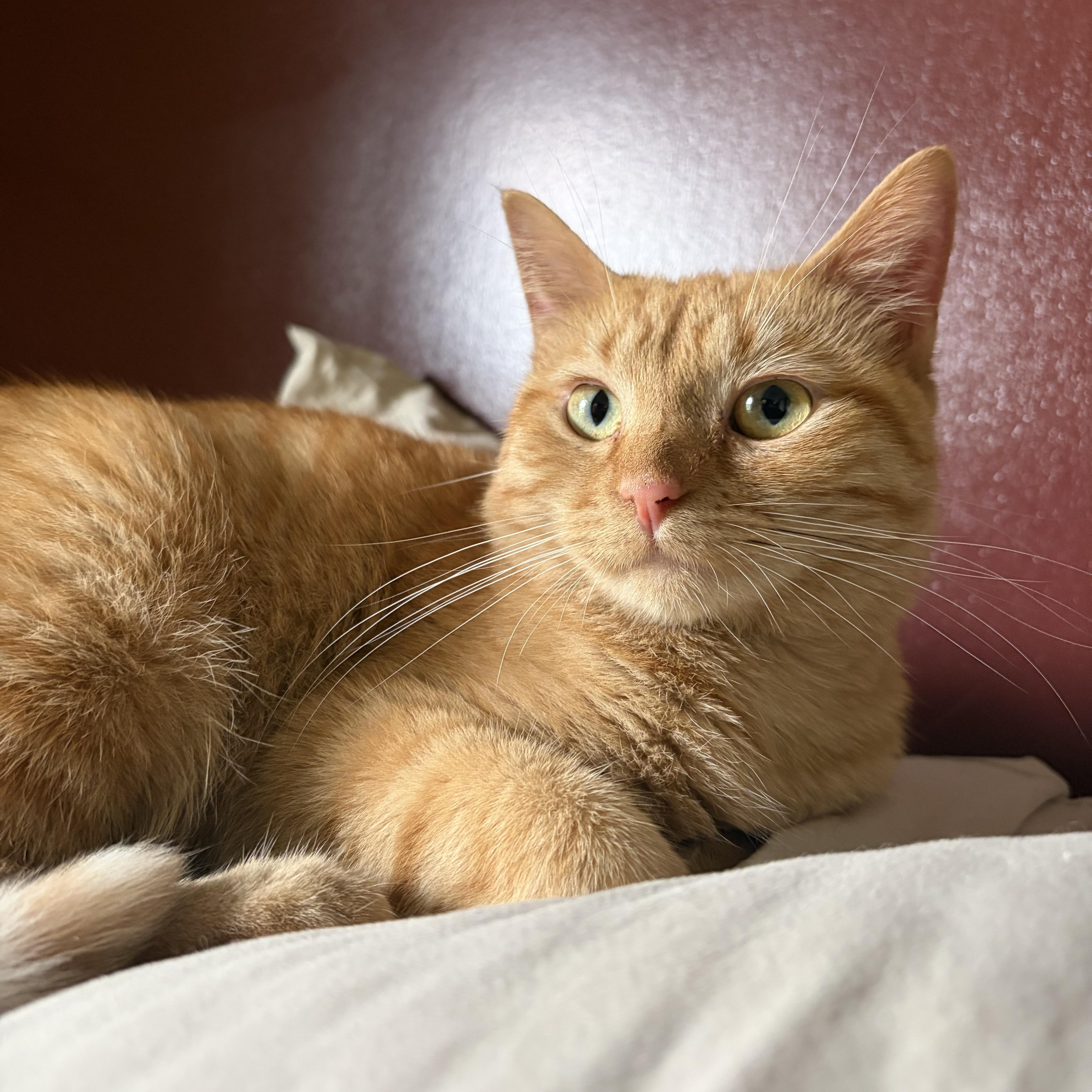 Peach (READ BIO), Adoptable, Kitten Female Domestic Short Hair.