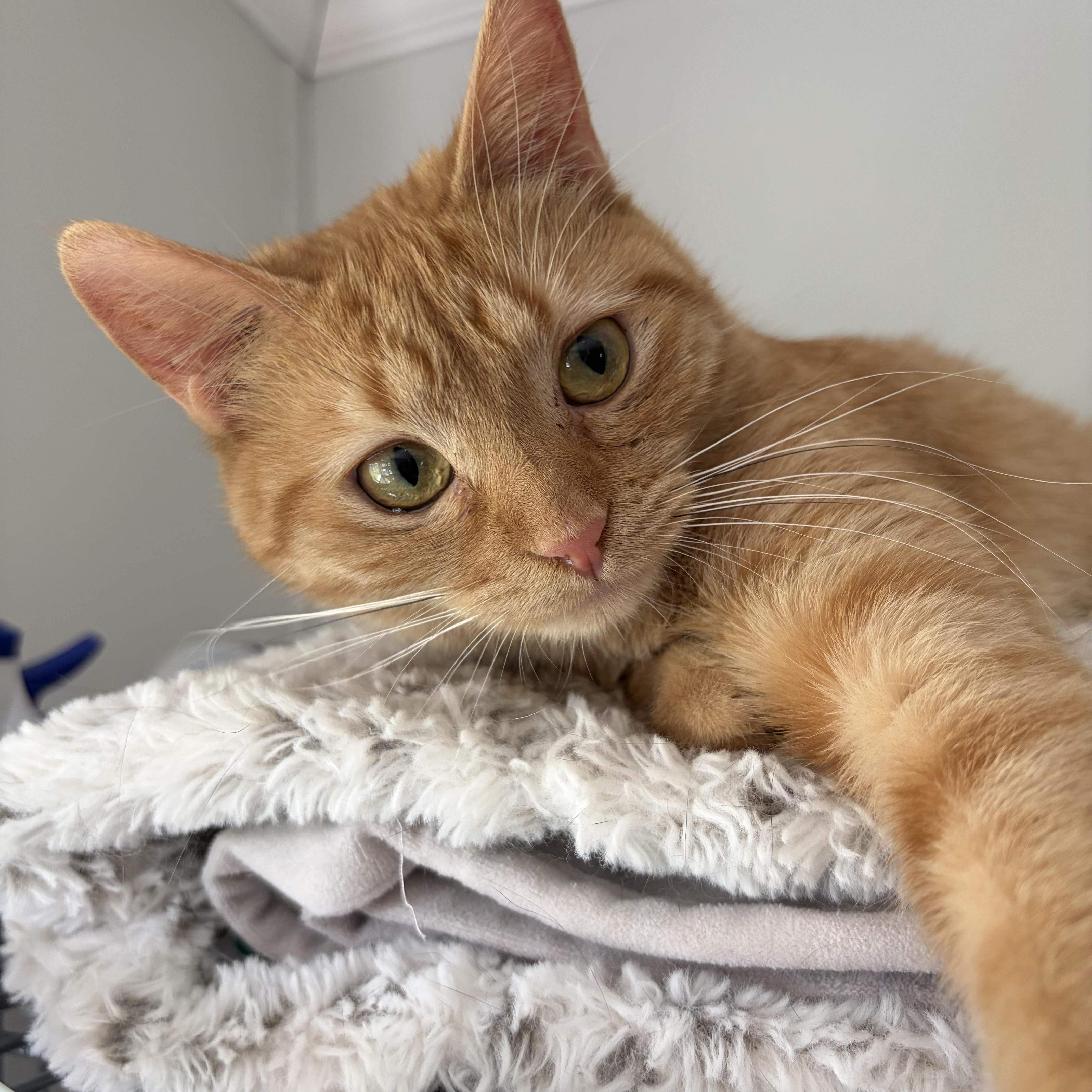 Peach (READ BIO), a Adoptable Domestic Short Hair in Muncie, IN image 2/5