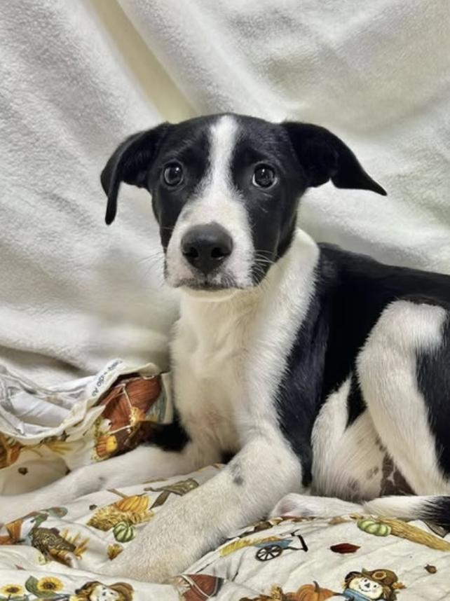 Orion, Adoptable, Young Male Australian Shepherd.