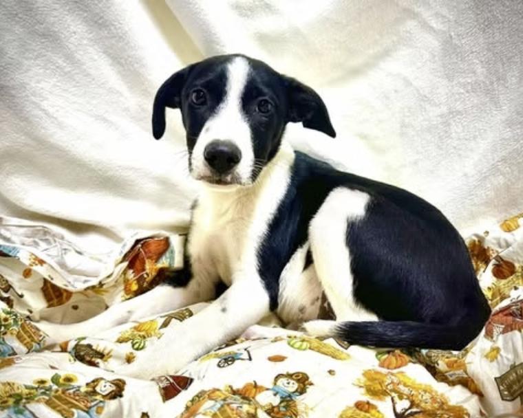 Enlarge Orion, a Adoptable mixed breed in Pleasant Valley, NY image 2/2