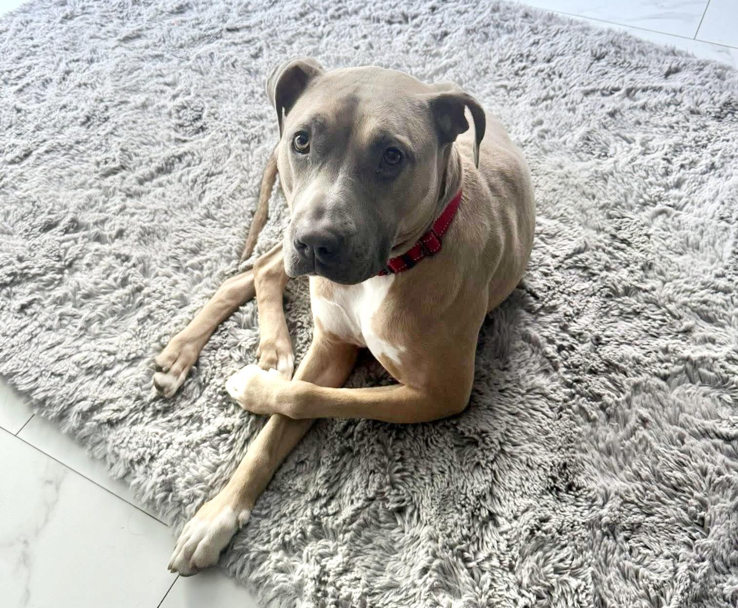 Enlarge Olive, a ADOPTABLE mixed breed in Milwaukee, WI image 3/6
