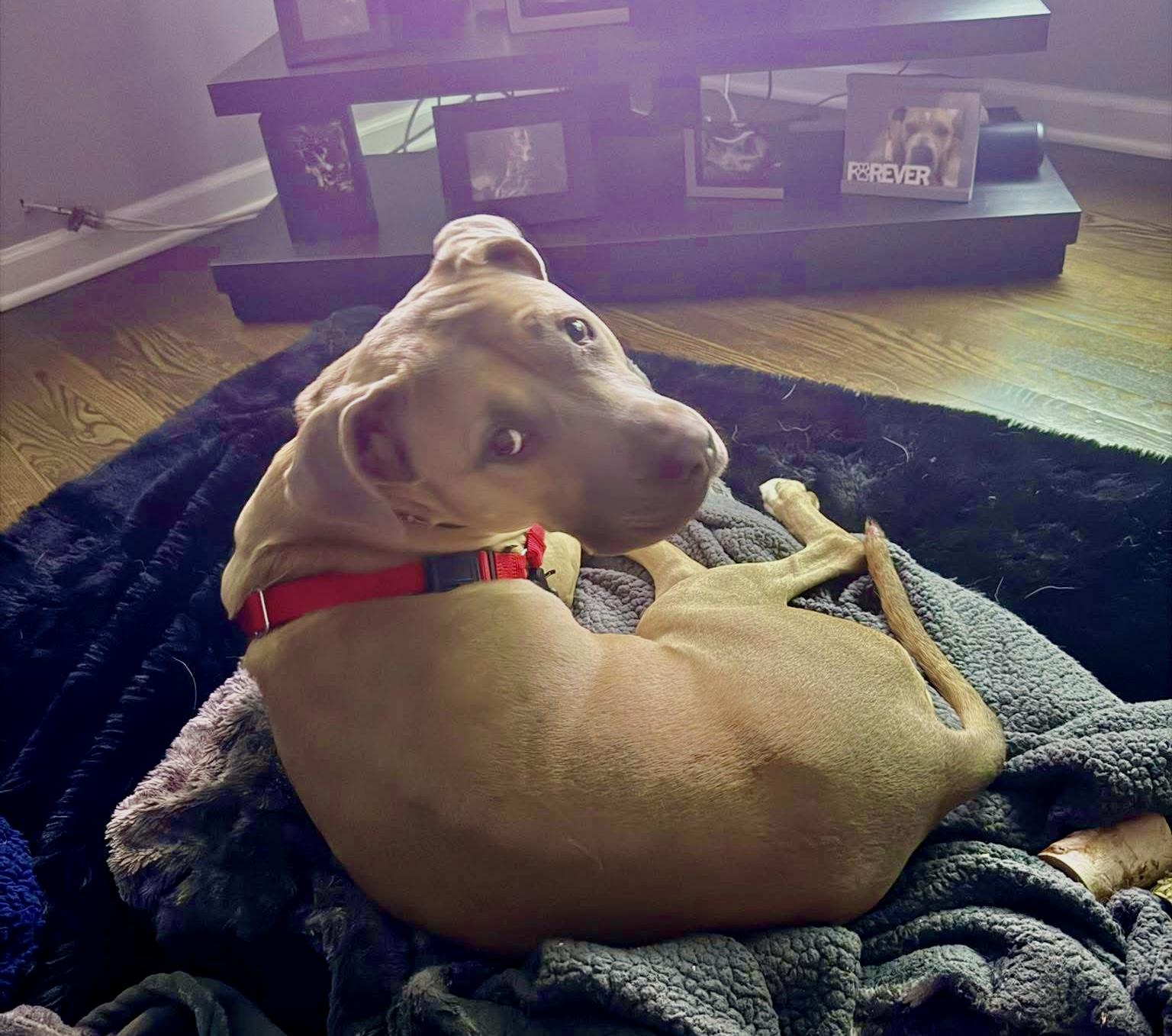 Enlarge Olive, a ADOPTABLE mixed breed in Milwaukee, WI image 6/6