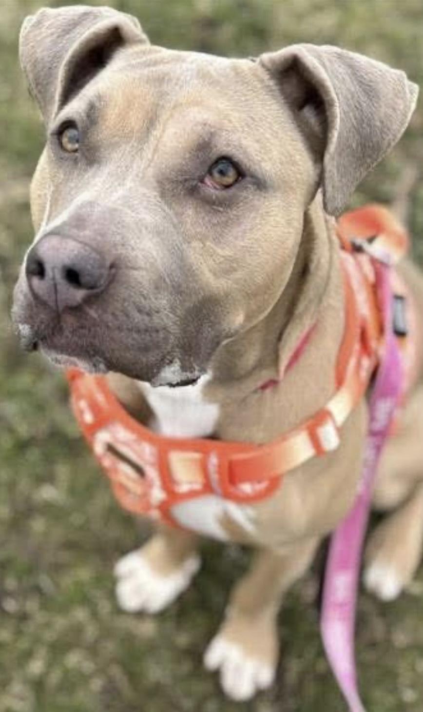 Enlarge Olive, a ADOPTABLE mixed breed in Milwaukee, WI image 4/6
