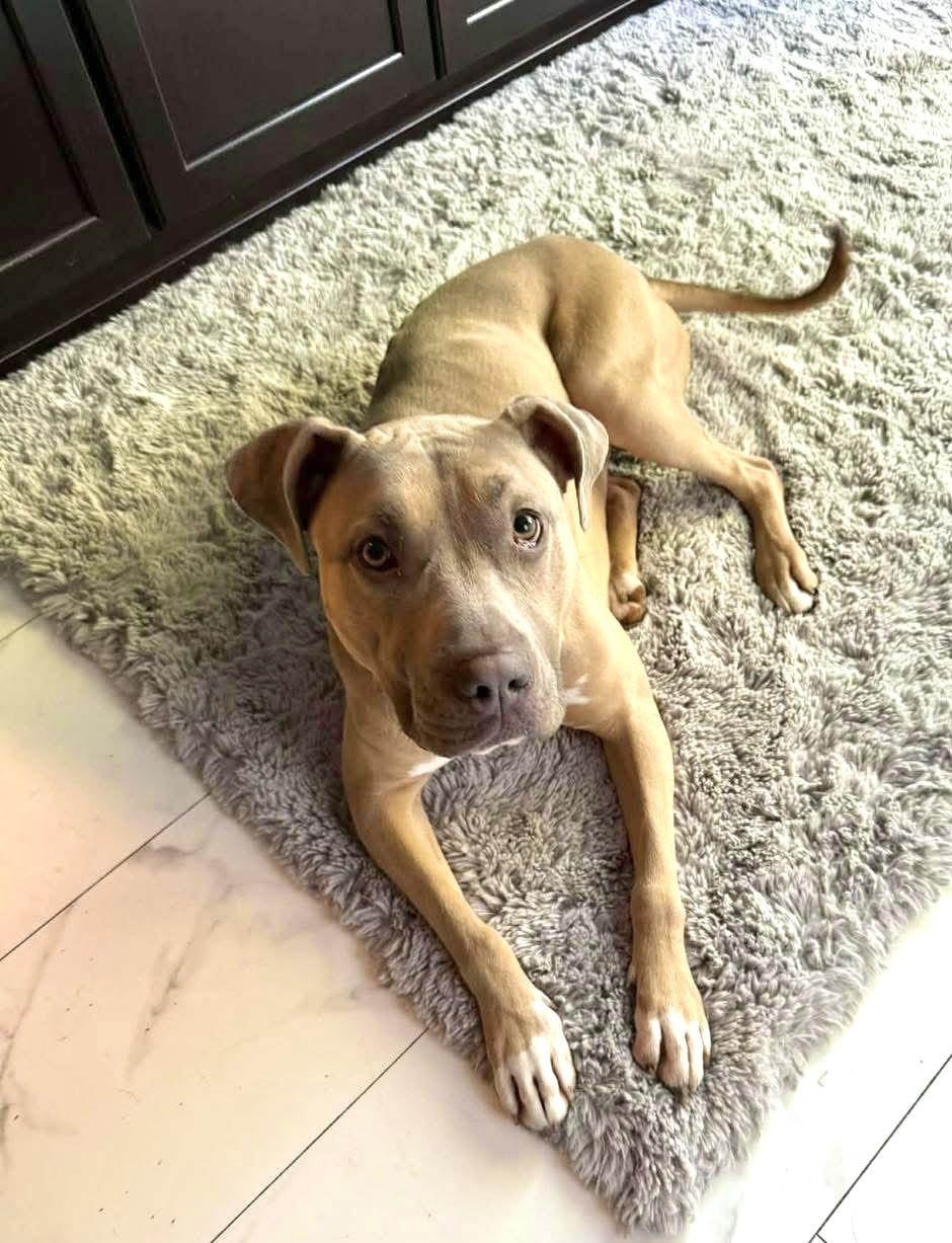 Enlarge Olive, a ADOPTABLE mixed breed in Milwaukee, WI image 5/6