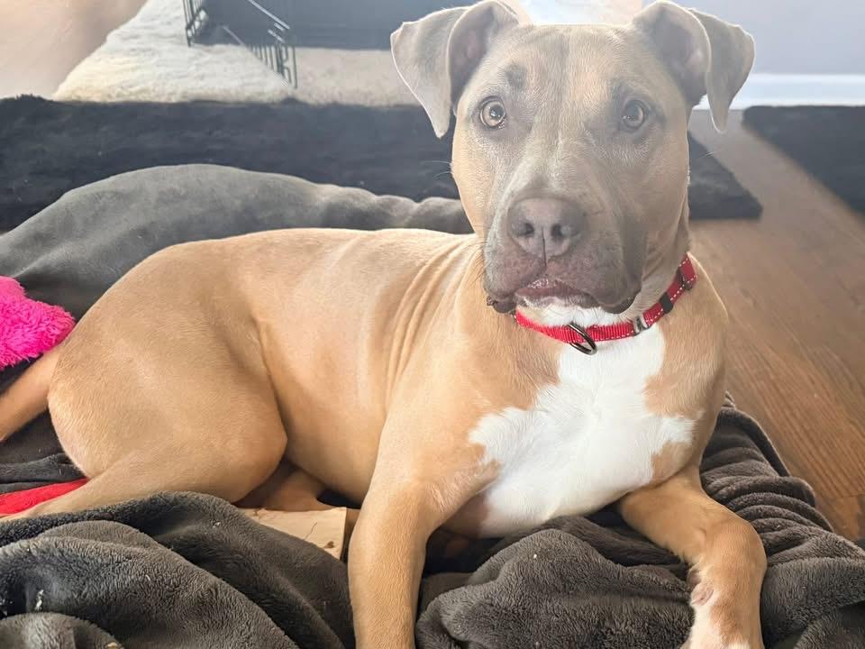 Enlarge Olive, a ADOPTABLE mixed breed in Milwaukee, WI image 1/6