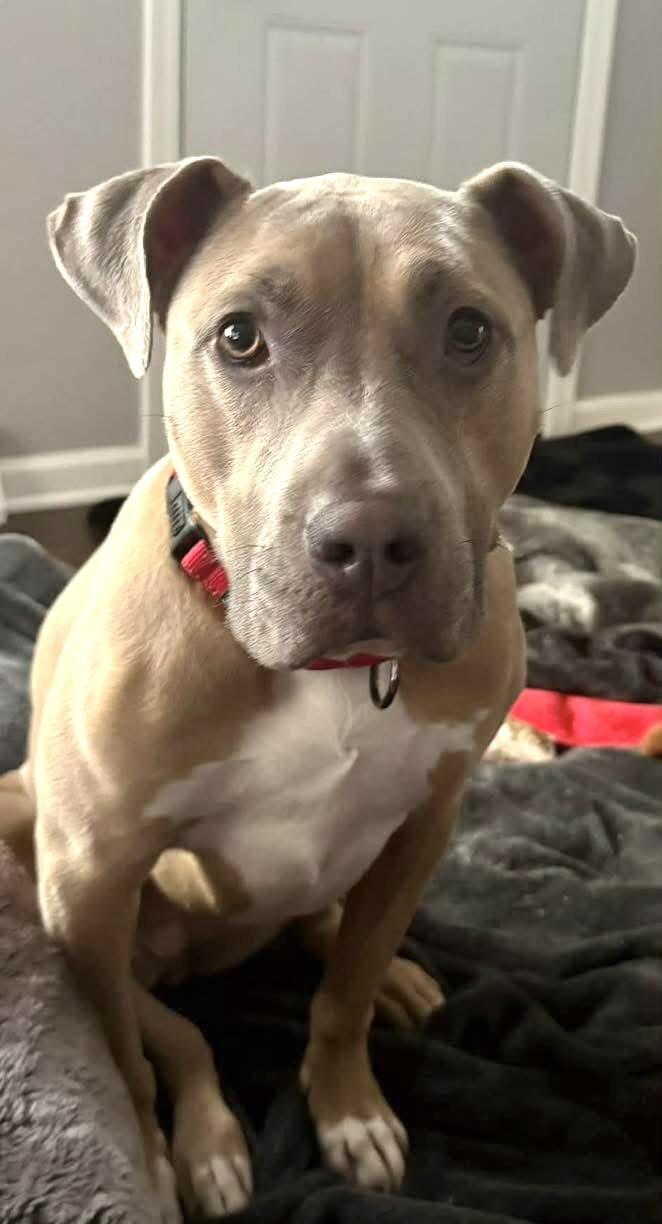 Enlarge Olive, a ADOPTABLE mixed breed in Milwaukee, WI image 2/6