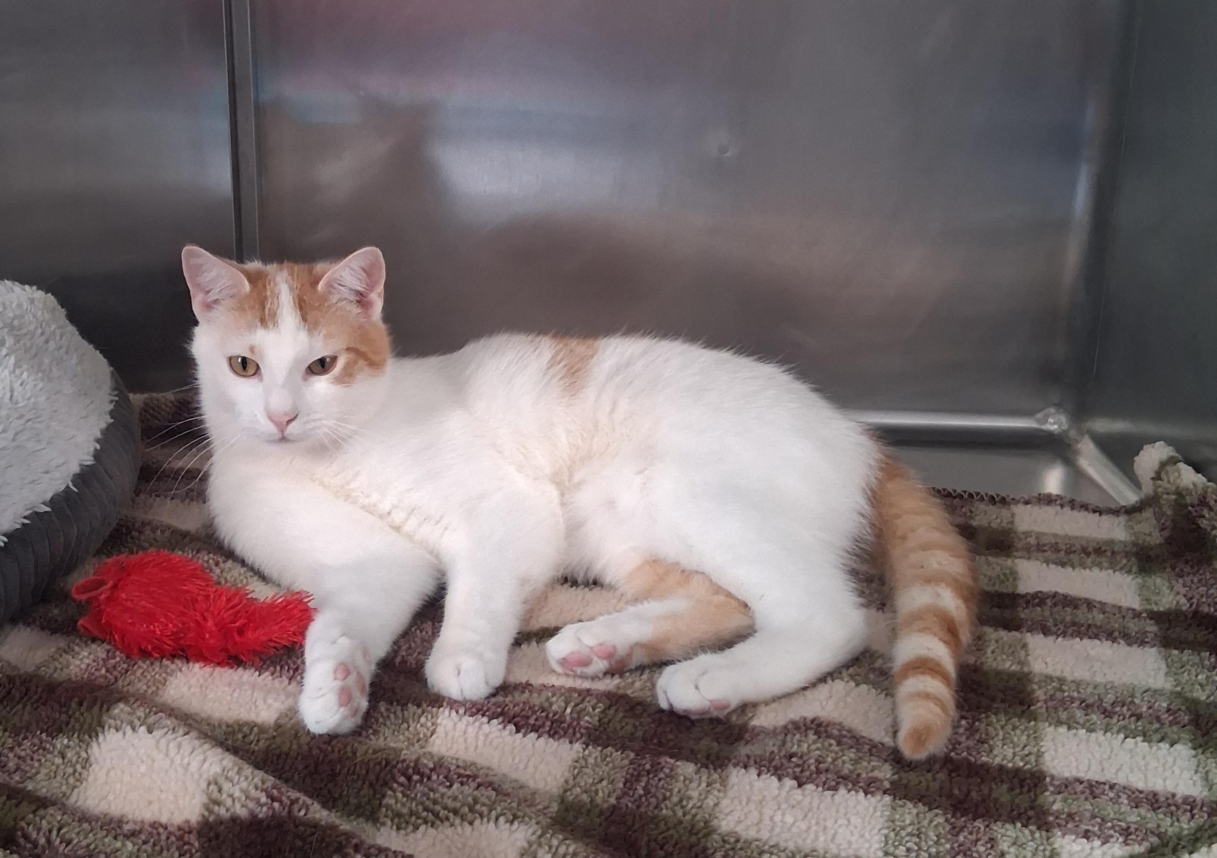 Enlarge Turbo, a Adoptable Domestic Short Hair in Onley, VA image 2/4