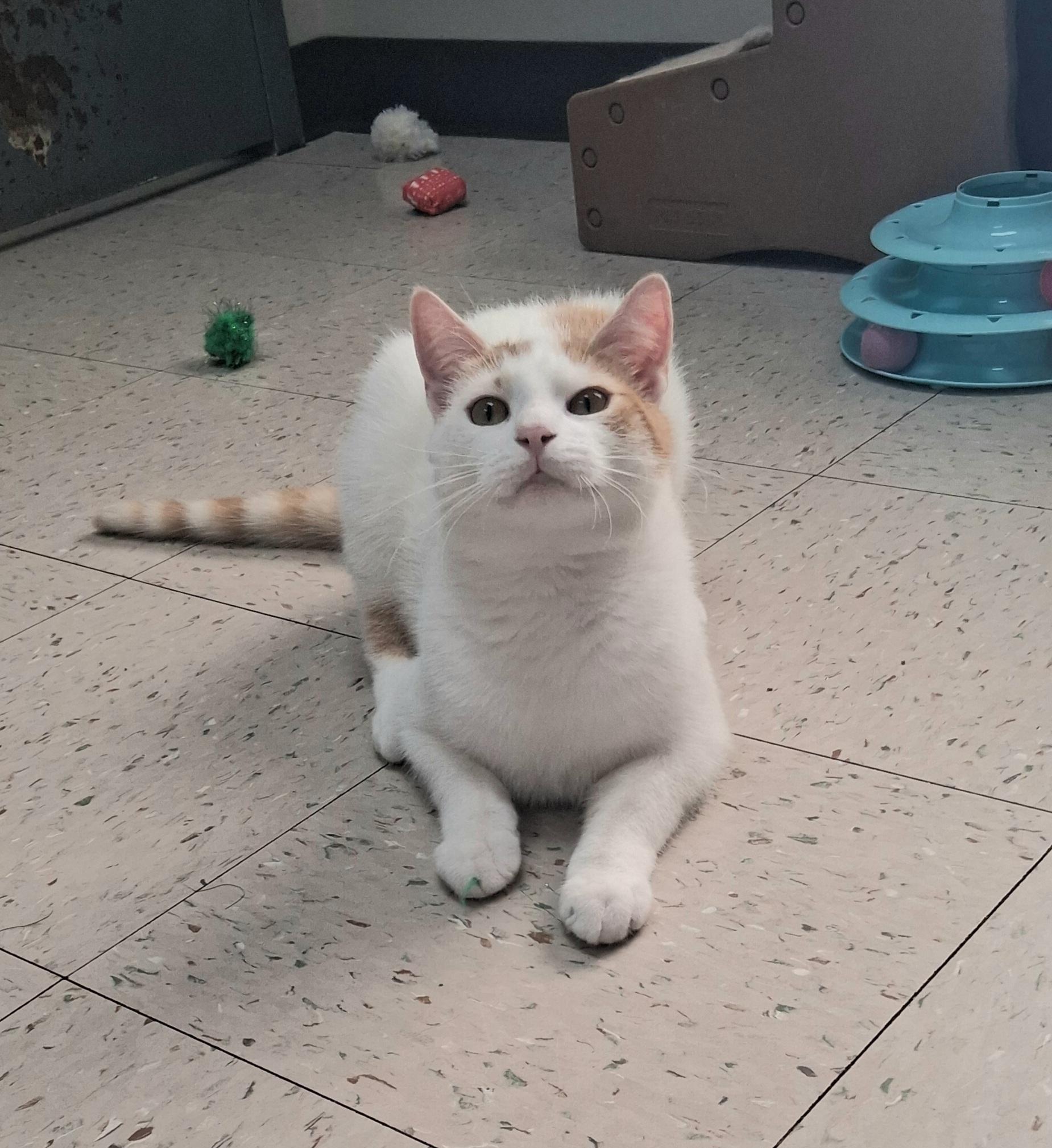 Enlarge Turbo, a Adoptable Domestic Short Hair in Onley, VA image 4/4