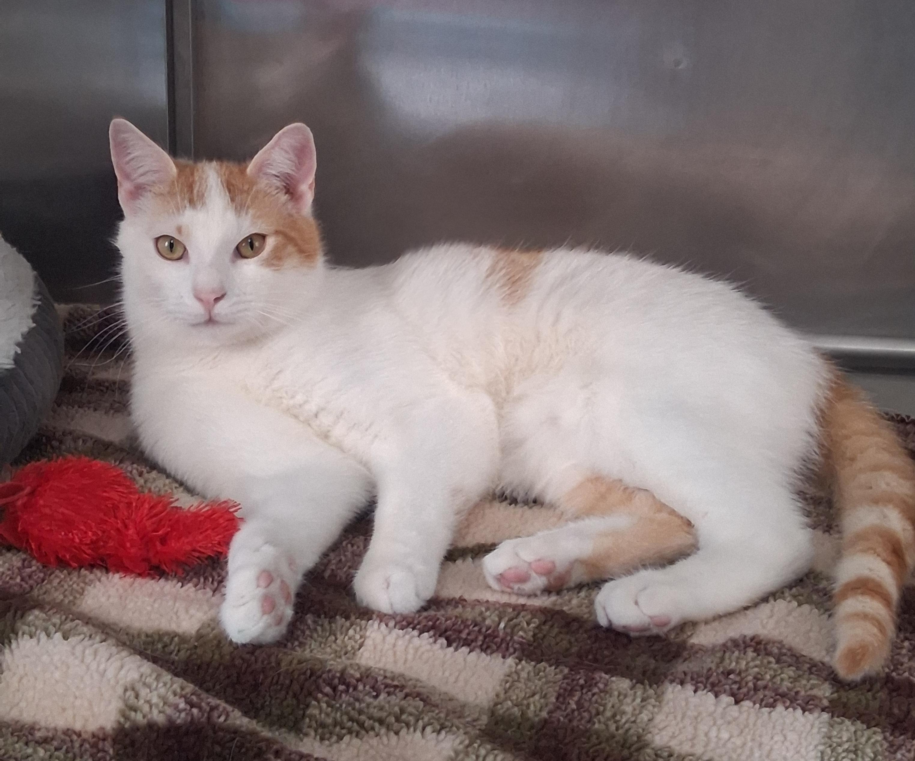 Turbo, Adoptable, Young Male Domestic Short Hair.