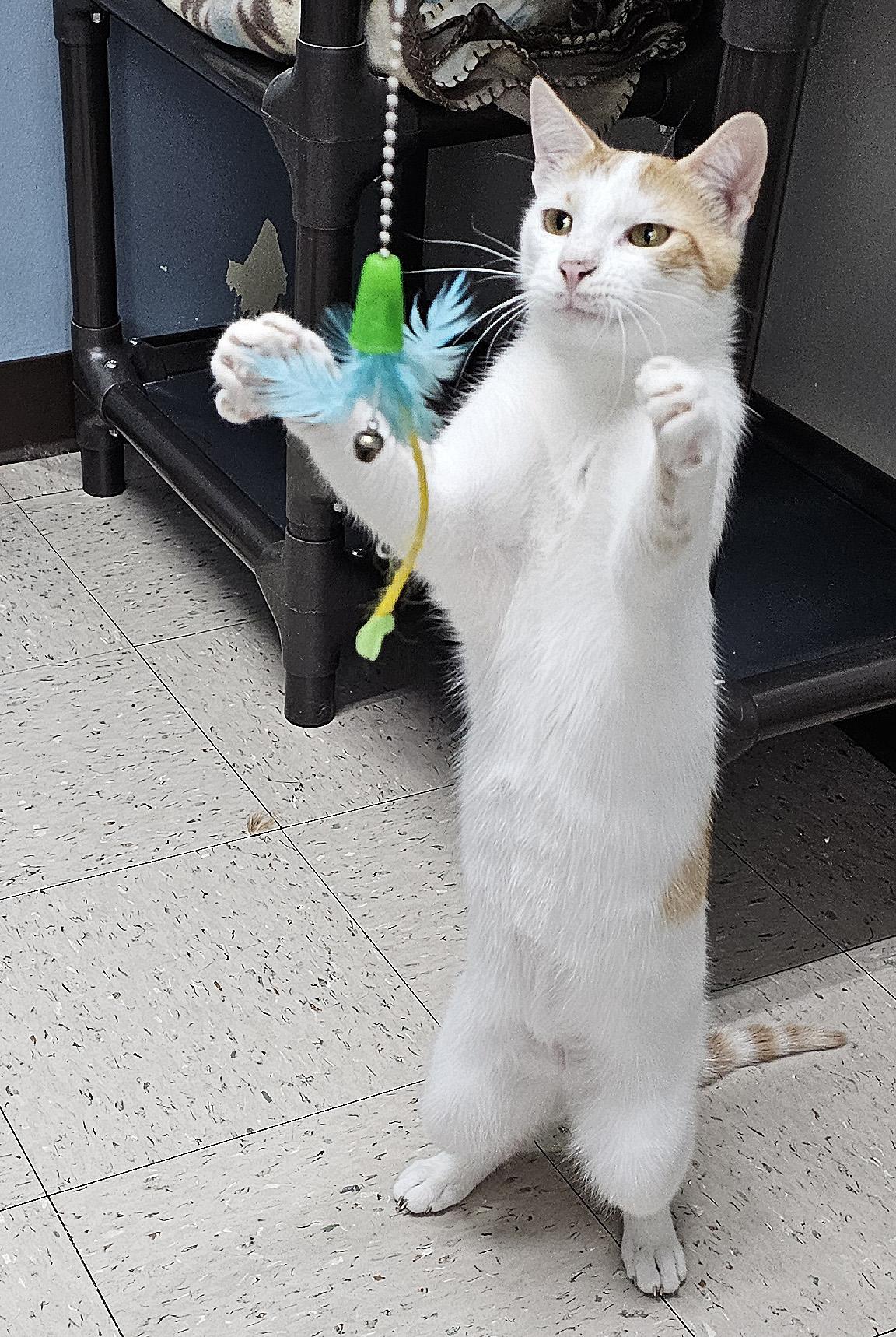 Enlarge Turbo, a Adoptable Domestic Short Hair in Onley, VA image 6/6